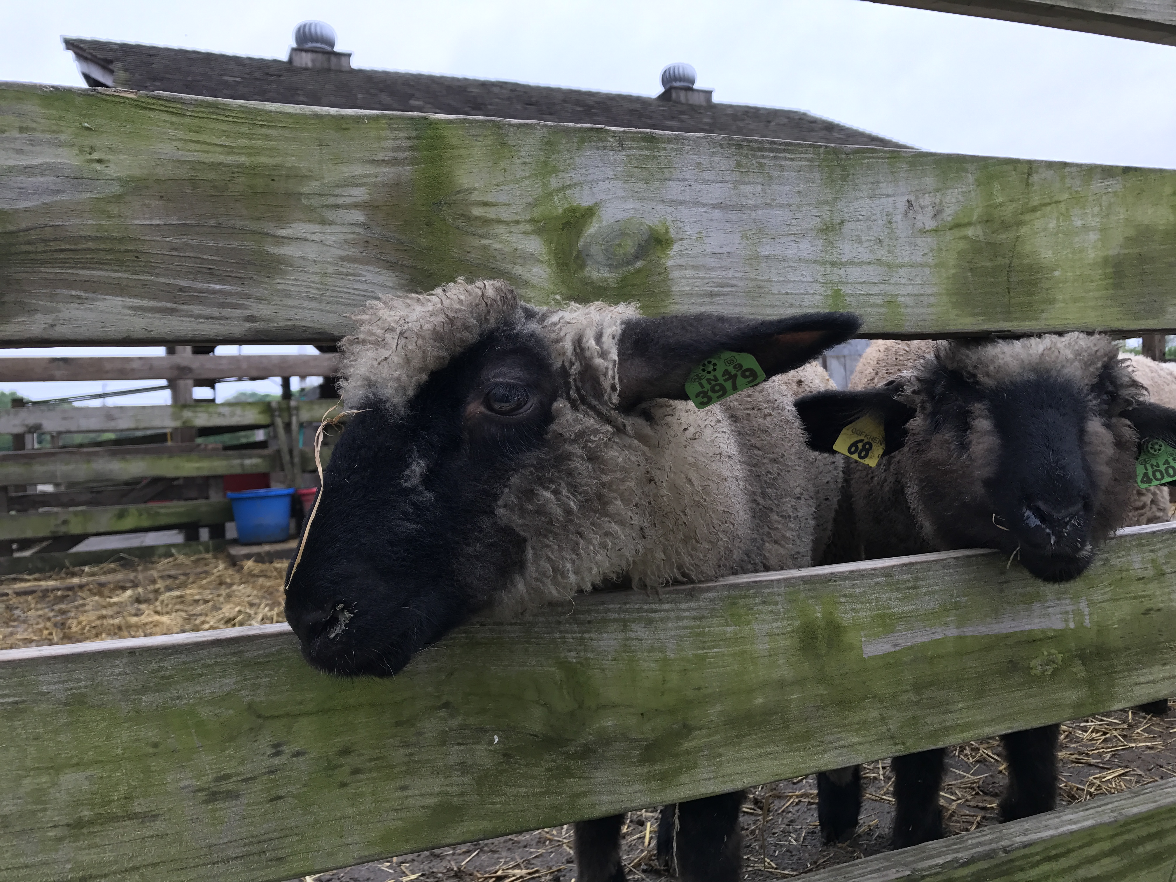 Two sheep sticking their heads through the wooden fence.