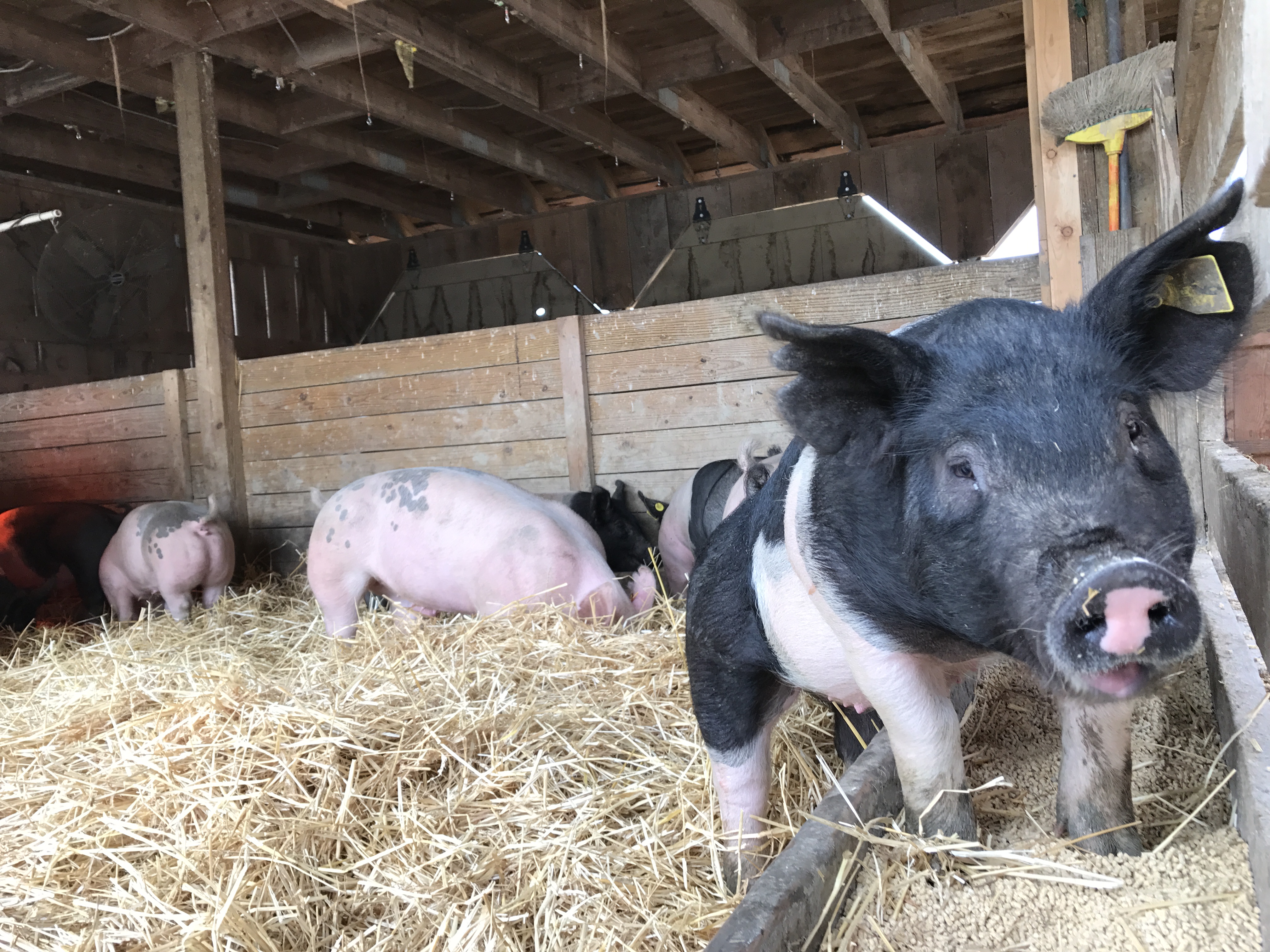 Inside the pig pen at Historic Wagner Farm.