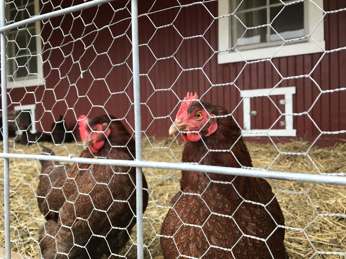 Two chickens in the chicken coop at Historic Wagner Farm.