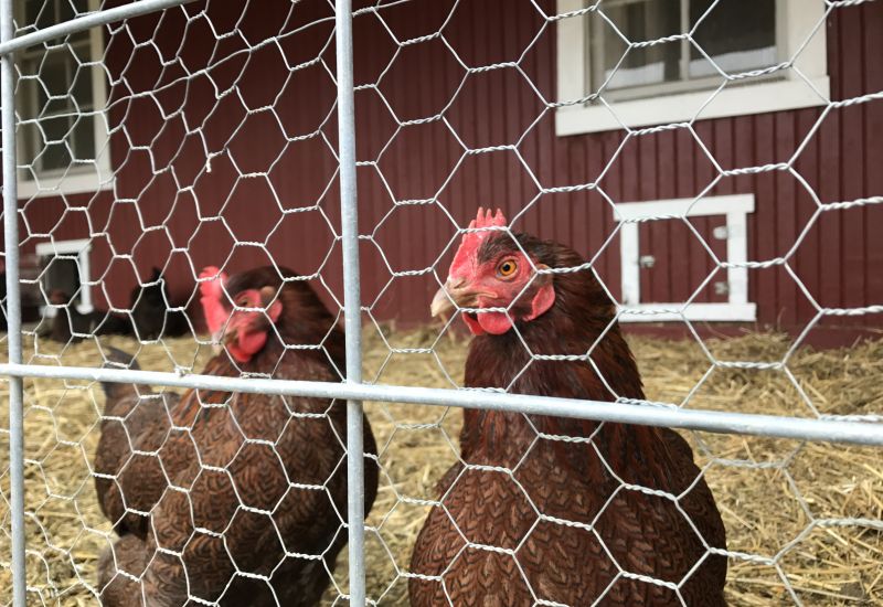 Two chickens in the chicken coop at Historic Wagner Farm.